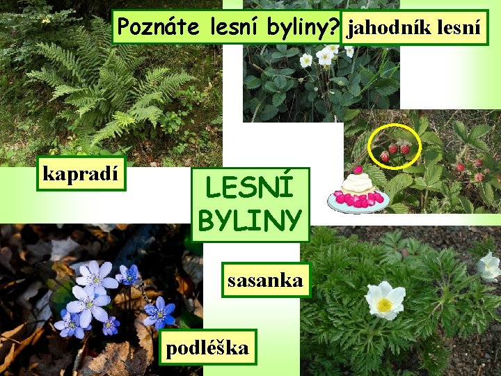 Poznáte lesní byliny? jahodník lesní kapradí LESNÍ BYLINY sasanka podléška 