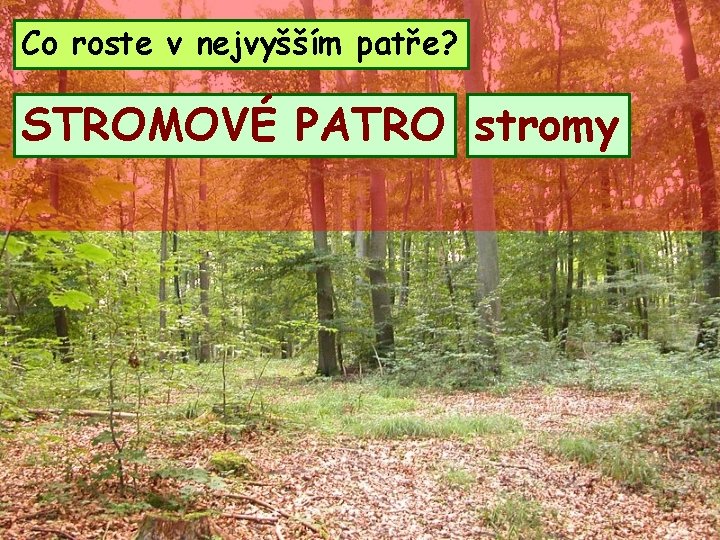 Co roste v nejvyšším patře? STROMOVÉ PATRO stromy 