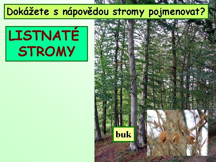 Čím Dokážete je zajímavý s nápovědou tento les? stromy pojmenovat? LISTNATÉ STROMY buk 