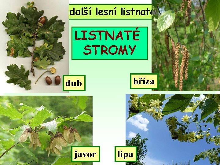 Poznáte i další lesní listnaté stromy? LISTNATÉ STROMY dub javor bříza lípa 