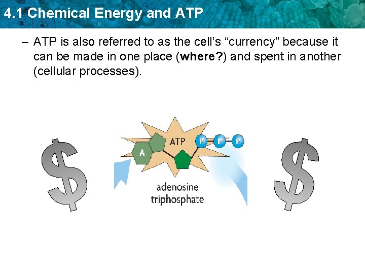 4. 1 Chemical Energy and ATP – ATP is also referred to as the
