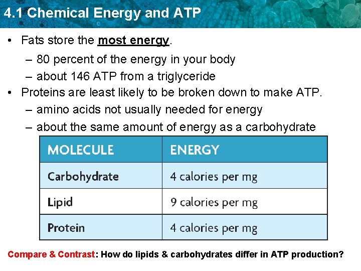 4. 1 Chemical Energy and ATP • Fats store the most energy. – 80