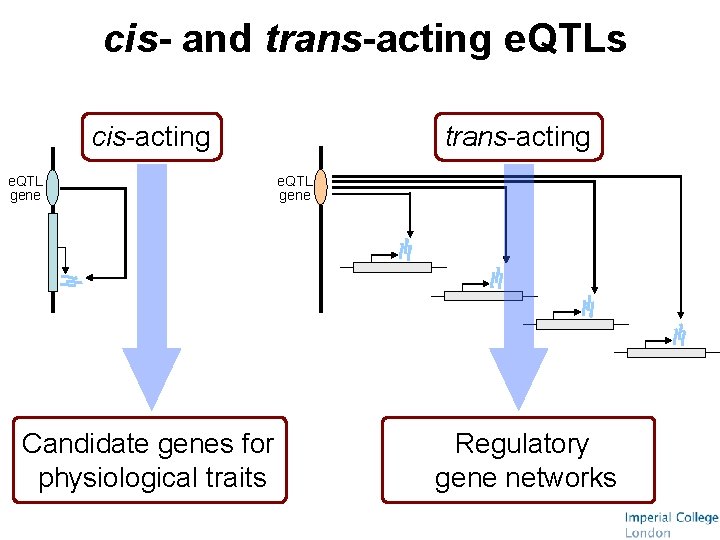 cis- and trans-acting e. QTLs cis-acting e. QTL gene Candidate genes for physiological traits