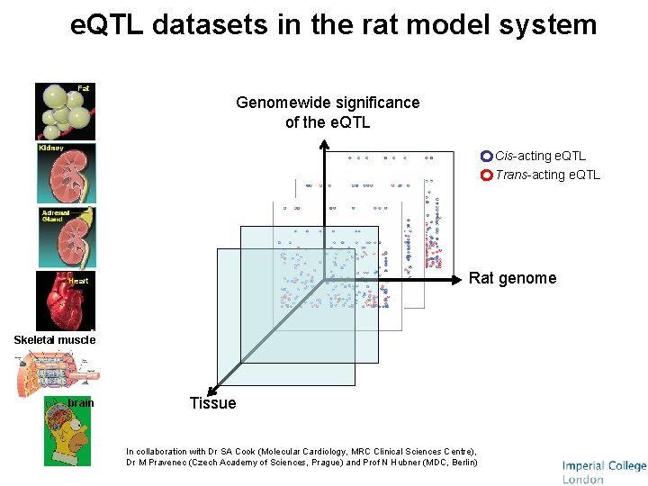 e. QTL datasets in the rat model system Fat Genomewide significance of the e.