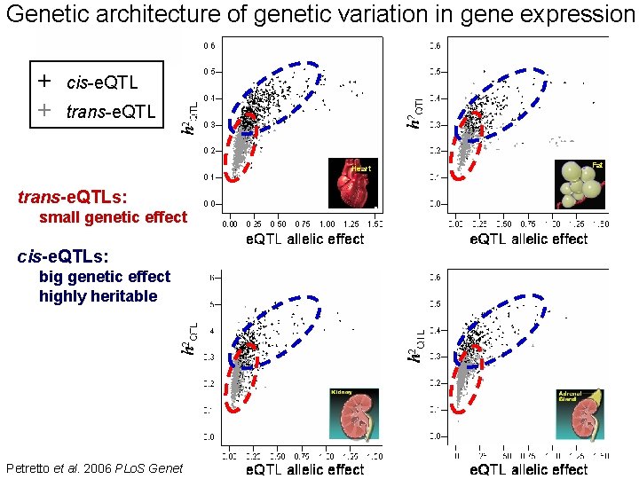 Genetic architecture of genetic variation in gene expression + + cis-e. QTL trans-e. QTL