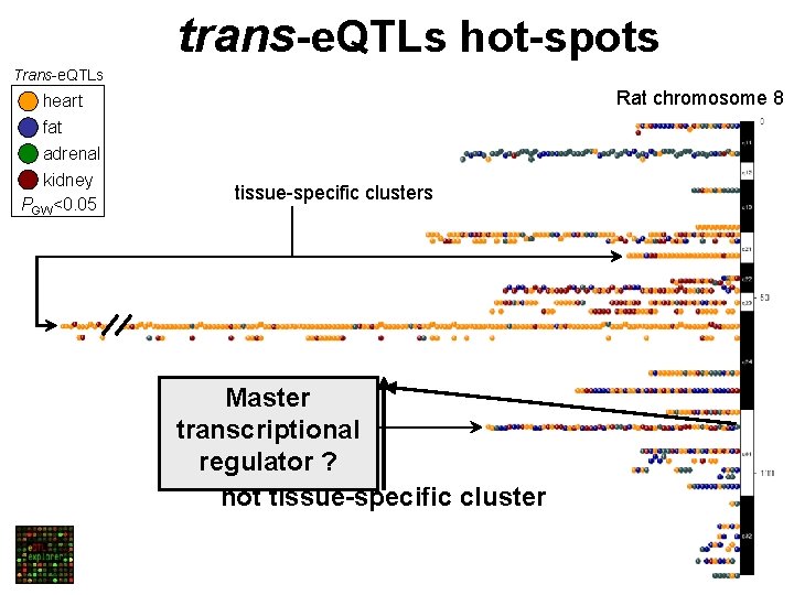 trans-e. QTLs hot-spots Trans-e. QTLs Rat chromosome 8 heart fat adrenal kidney PGW<0. 05