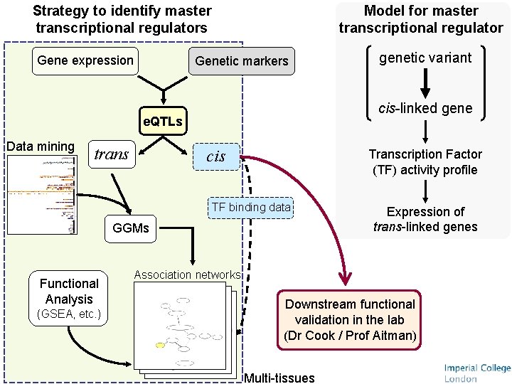 Strategy to identify master transcriptional regulators Gene expression Model for master transcriptional regulator Genetic