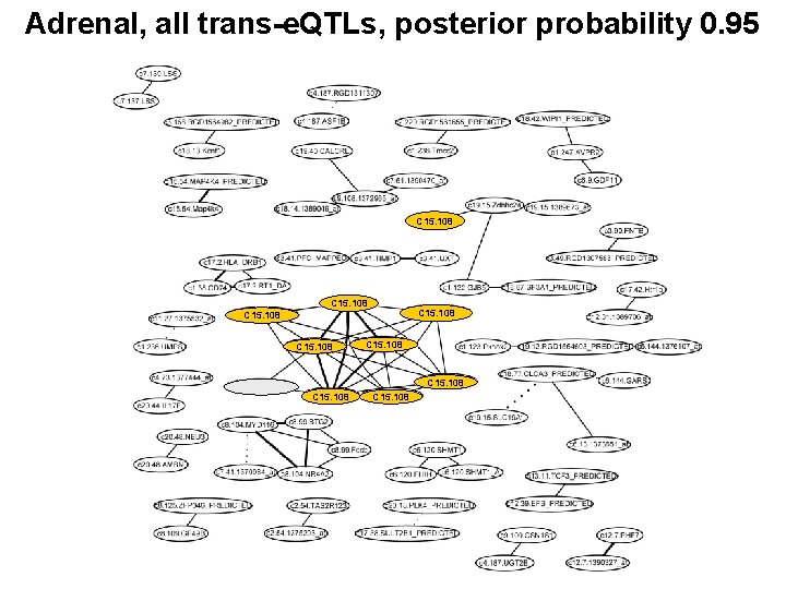 Adrenal, all trans-e. QTLs, posterior probability 0. 95 C 15. 108 C 15. 108