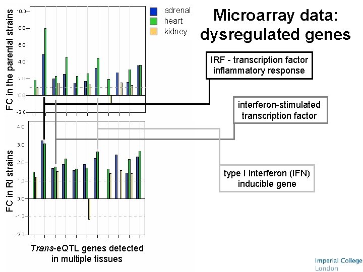 FC in the parental strains adrenal heart kidney Microarray data: dysregulated genes IRF -