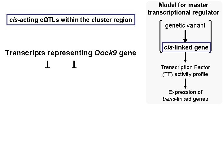 Model for master transcriptional regulator cis-acting e. QTLs within the cluster region Transcripts representing