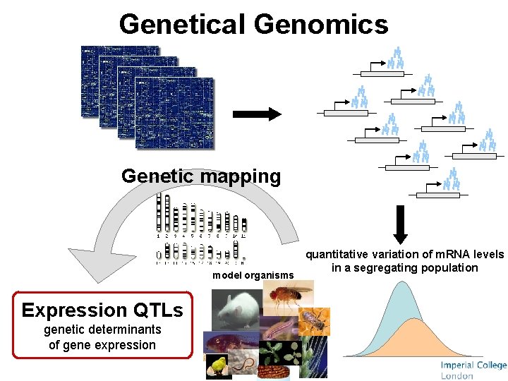 Genetical Genomics Genetic mapping model organisms Expression QTLs genetic determinants of gene expression quantitative