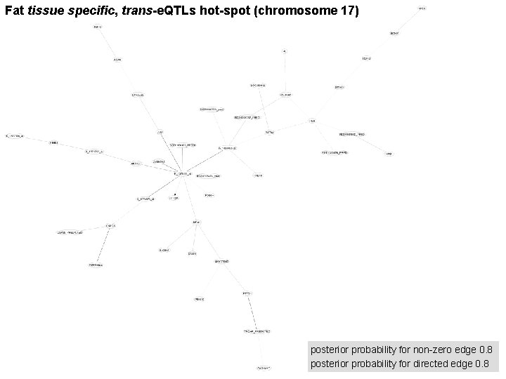 Fat tissue specific, trans-e. QTLs hot-spot (chromosome 17) posterior probability for non-zero edge 0.