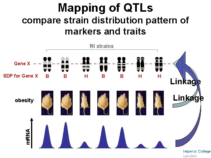 Mapping of QTLs compare strain distribution pattern of markers and traits RI strains Gene