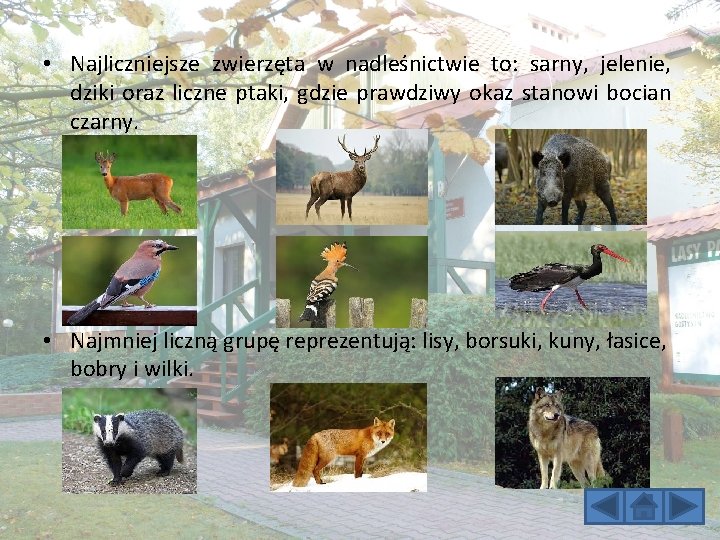  • Najliczniejsze zwierzęta w nadleśnictwie to: sarny, jelenie, dziki oraz liczne ptaki, gdzie