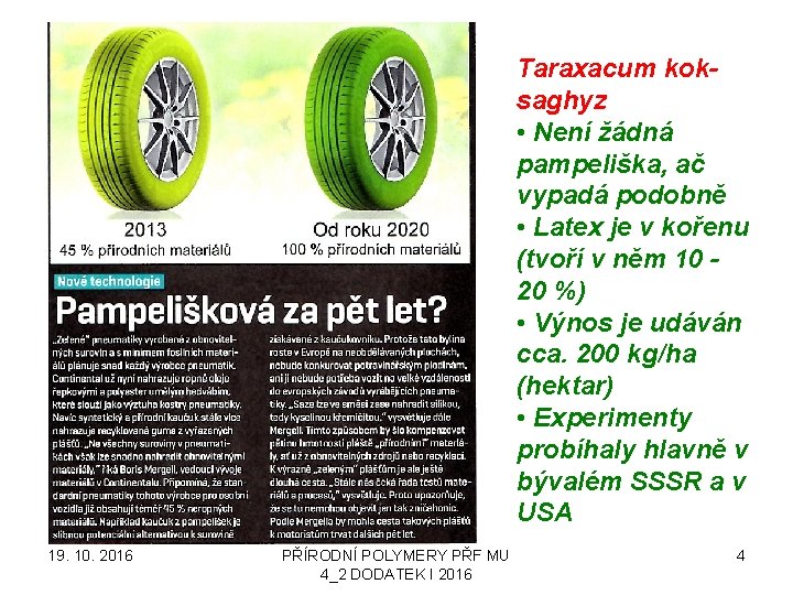 Taraxacum koksaghyz • Není žádná pampeliška, ač vypadá podobně • Latex je v kořenu