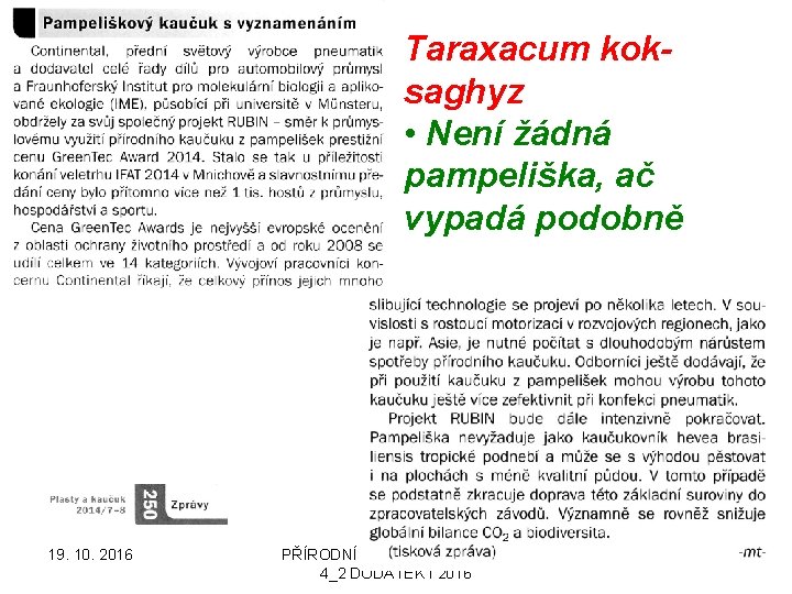 Taraxacum koksaghyz • Není žádná pampeliška, ač vypadá podobně 19. 10. 2016 PŘÍRODNÍ POLYMERY