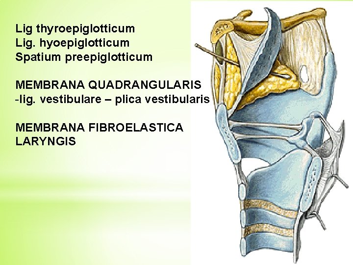 Lig thyroepiglotticum Lig. hyoepiglotticum Spatium preepiglotticum MEMBRANA QUADRANGULARIS -lig. vestibulare – plica vestibularis MEMBRANA