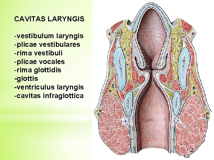 CAVITAS LARYNGIS -vestibulum laryngis -plicae vestibulares -rima vestibuli -plicae vocales -rima glottidis -glottis -ventriculus