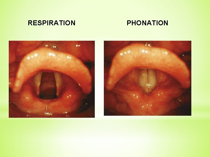 RESPIRATION PHONATION 