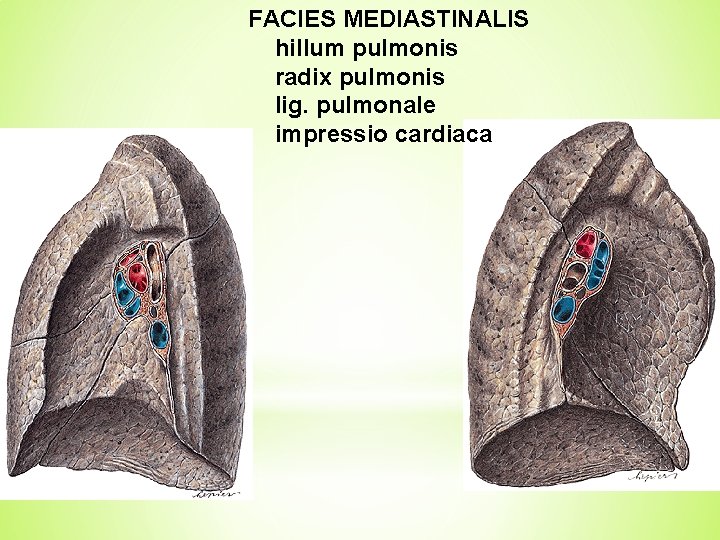 FACIES MEDIASTINALIS hillum pulmonis radix pulmonis lig. pulmonale impressio cardiaca 