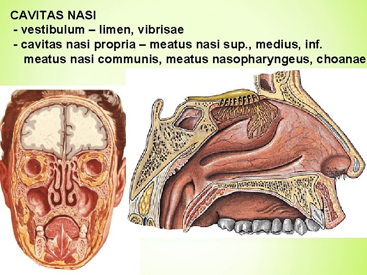 CAVITAS NASI - vestibulum – limen, vibrisae - cavitas nasi propria – meatus nasi