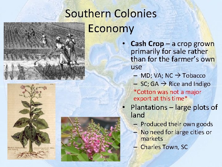 Southern Colonies Economy • Cash Crop – a crop grown primarily for sale rather