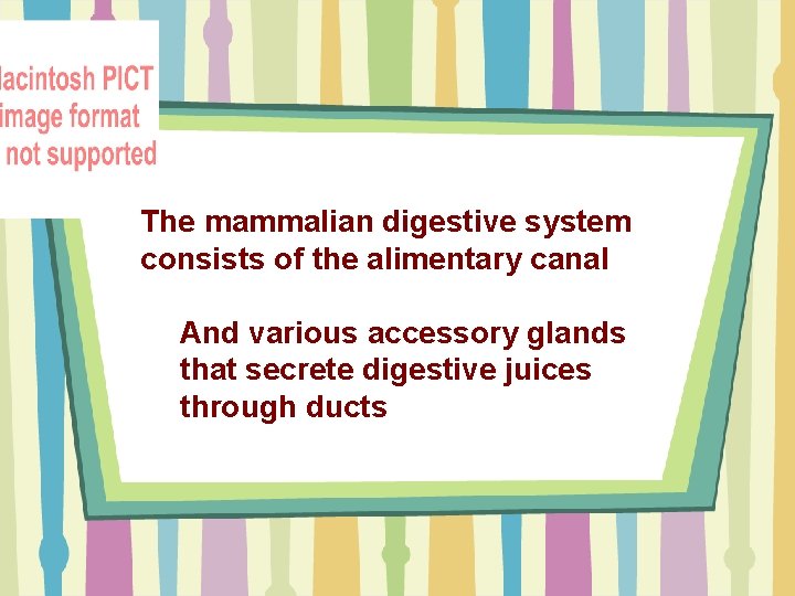 The mammalian digestive system consists of the alimentary canal And various accessory glands that