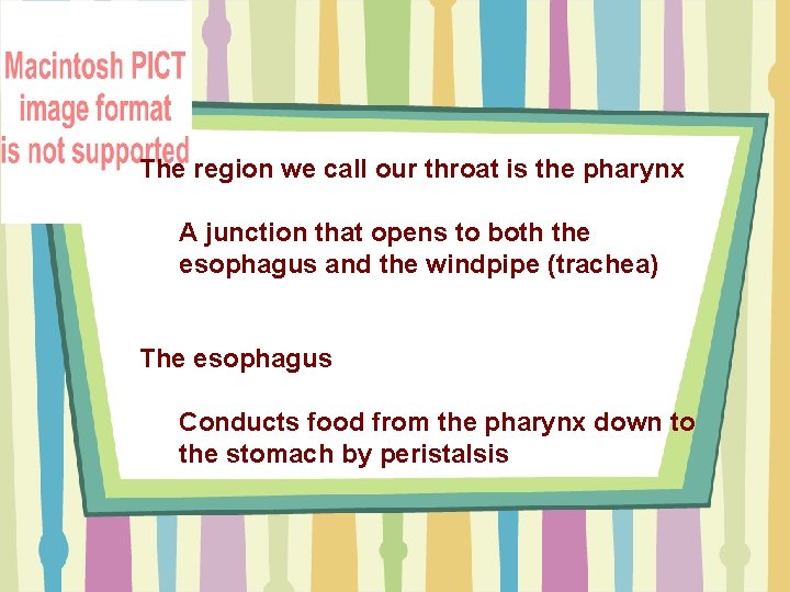 The region we call our throat is the pharynx A junction that opens to