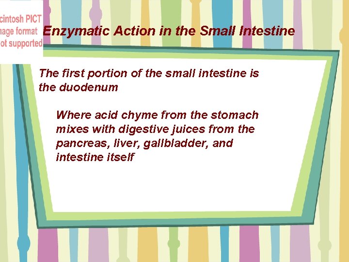 Enzymatic Action in the Small Intestine The first portion of the small intestine is
