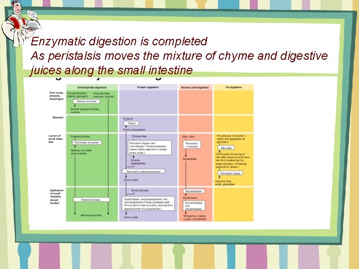 Enzymatic digestion is completed As peristalsis moves the mixture of chyme and digestive juices