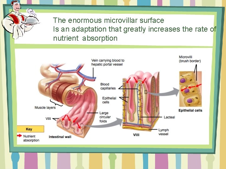 The enormous microvillar surface Is an adaptation that greatly increases the rate of nutrient