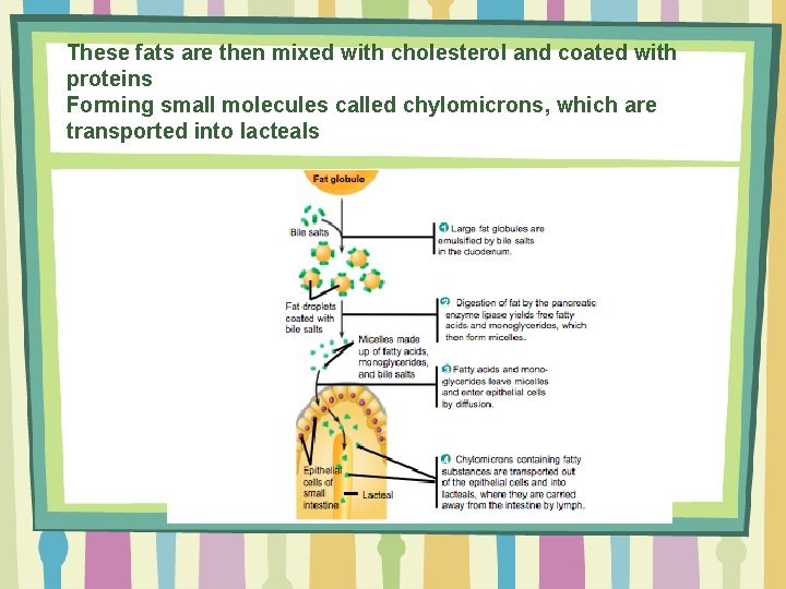 These fats are then mixed with cholesterol and coated with proteins Forming small molecules