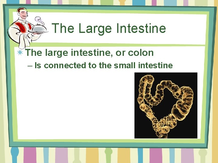 The Large Intestine The large intestine, or colon – Is connected to the small