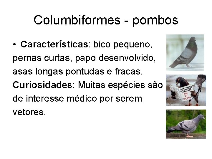 Columbiformes - pombos • Características: bico pequeno, pernas curtas, papo desenvolvido, asas longas pontudas