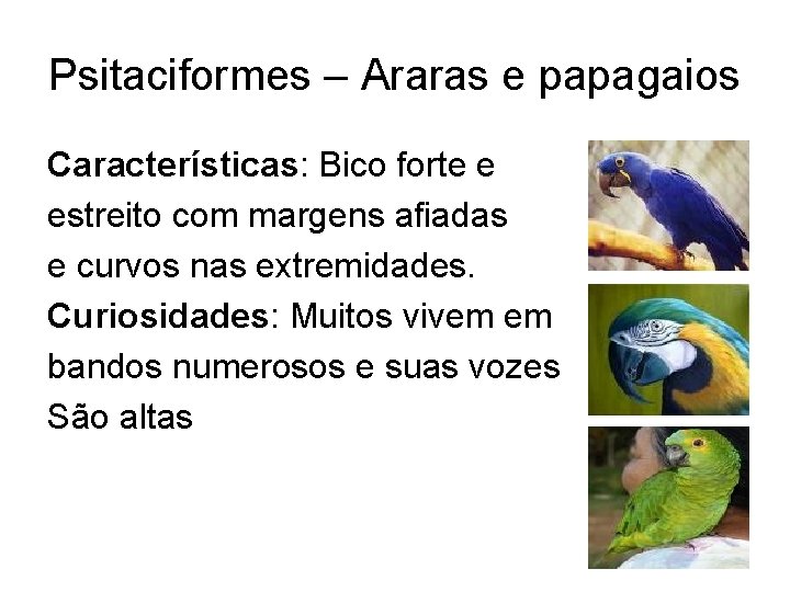 Psitaciformes – Araras e papagaios Características: Bico forte e estreito com margens afiadas e