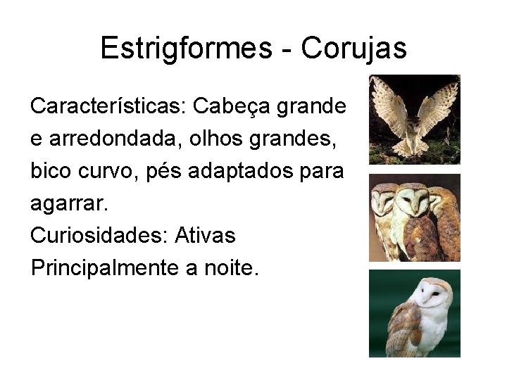 Estrigformes - Corujas Características: Cabeça grande e arredondada, olhos grandes, bico curvo, pés adaptados