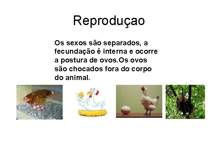 Reproduçao Os sexos são separados, a fecundação é interna e ocorre a postura de