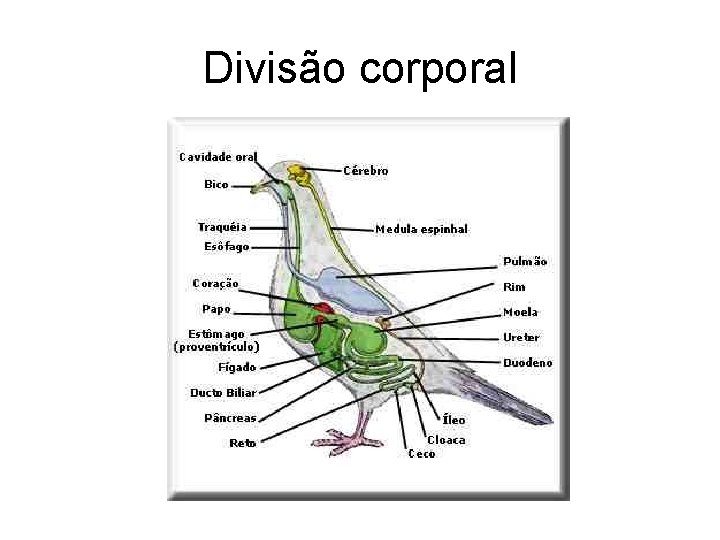 Divisão corporal 