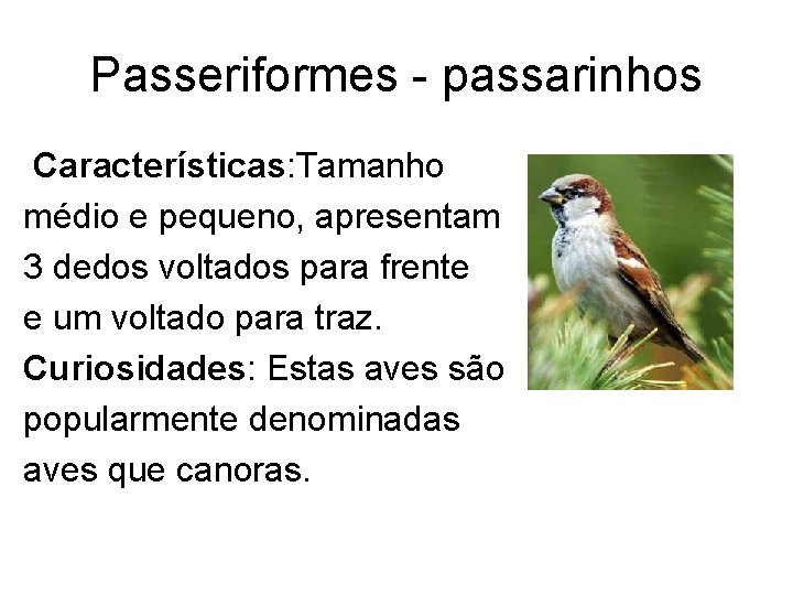 Passeriformes - passarinhos Características: Tamanho médio e pequeno, apresentam 3 dedos voltados para frente