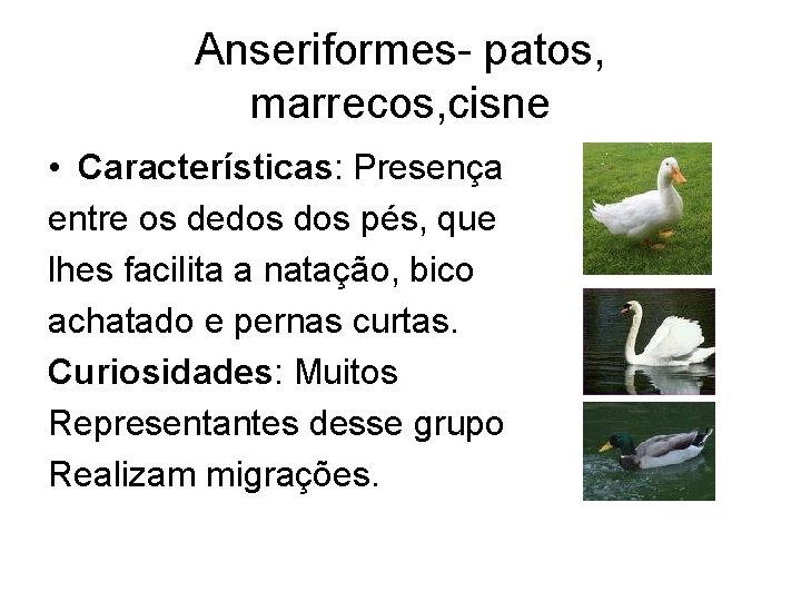 Anseriformes- patos, marrecos, cisne • Características: Presença entre os dedos pés, que lhes facilita