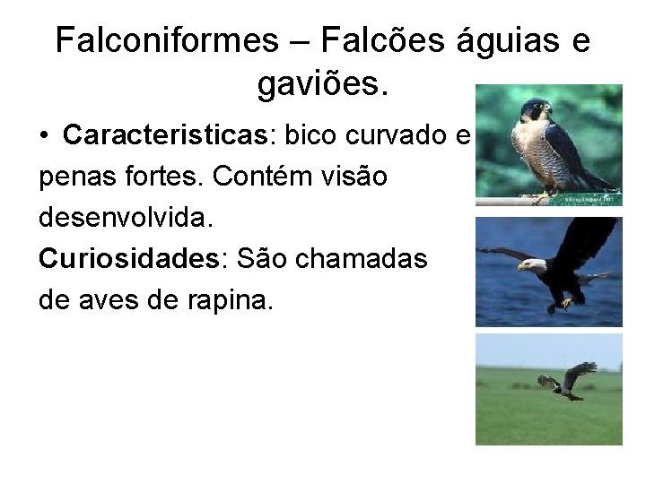 Falconiformes – Falcões águias e gaviões. • Caracteristicas: bico curvado e penas fortes. Contém