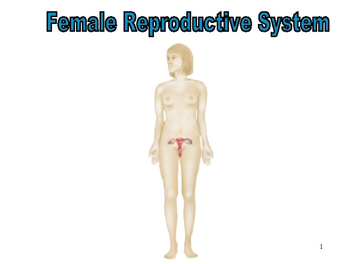 Female Reproductive System 1 