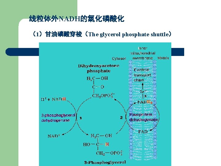 线粒体外NADH的氧化磷酸化 （1）甘油磷酸穿梭（The glycerol phosphate shuttle） 