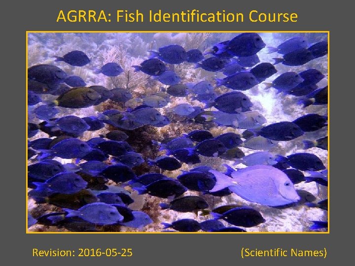 AGRRA: Fish Identification Course Revision: 2016 -05 -25 (Scientific Names) 