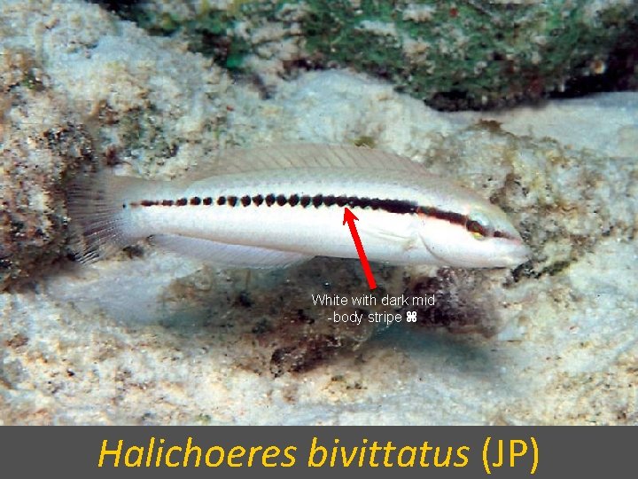 White with dark mid -body stripe Halichoeres bivittatus (JP) 