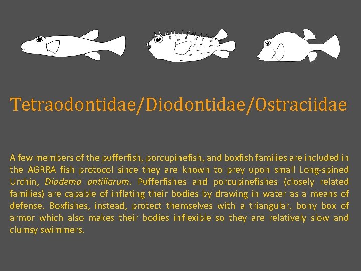 Tetraodontidae/Diodontidae/Ostraciidae A few members of the pufferfish, porcupinefish, and boxfish families are included in