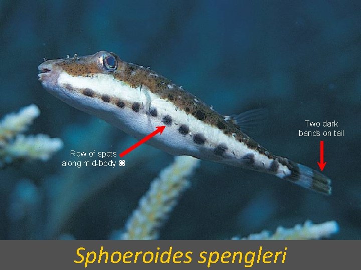 Two dark bands on tail Row of spots along mid-body Sphoeroides spengleri 