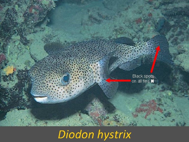 Black spots on all fins Diodon hystrix 