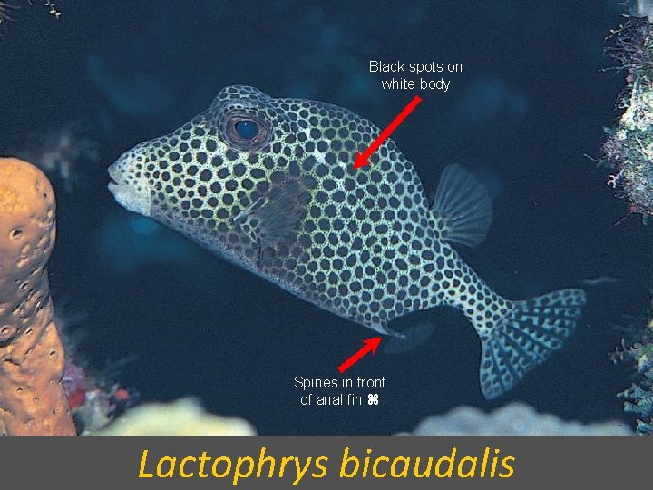 Black spots on white body Spines in front of anal fin Lactophrys bicaudalis 
