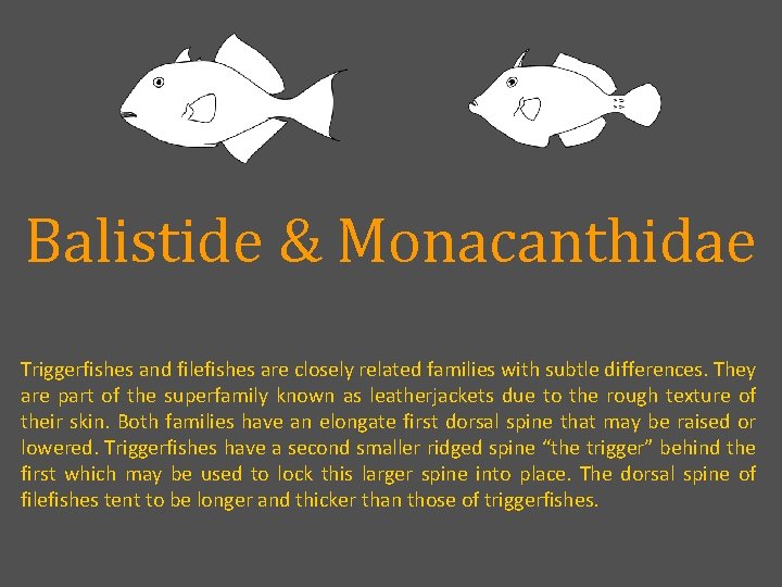 Balistide & Monacanthidae Triggerfishes and filefishes are closely related families with subtle differences. They